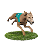 角子共玩娛樂城白金賽狗